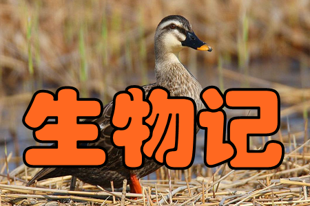 ӛ(AINR(sh)e)֙C(j)
